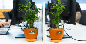 Benefícios das plantas no local de trabalho