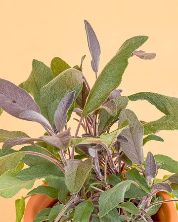 Salvia officinalis 'Purpurea'