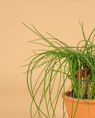 Cebolinho (Allium schoenoprasum)