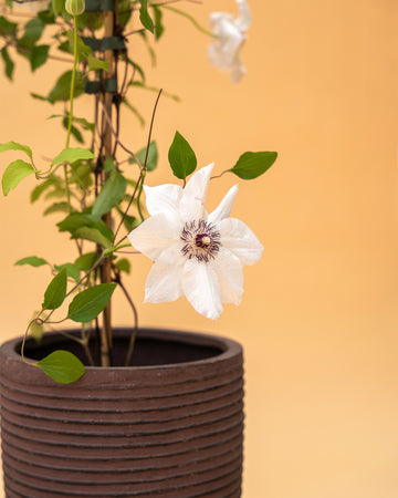 Clematis