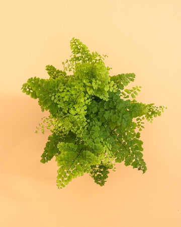 Adiantum raddianum ‘Fragrans’