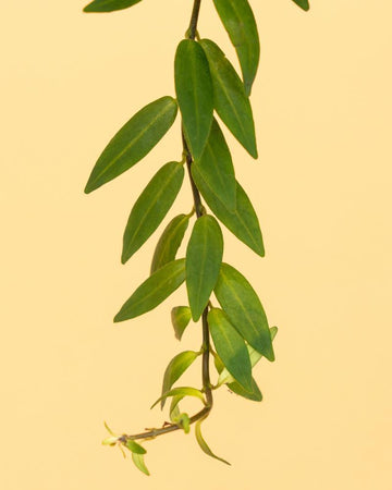 Aeschynanthus ‘Japhrolepsis’