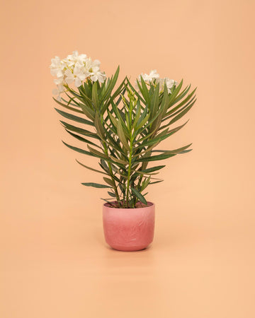 Nerium oleander