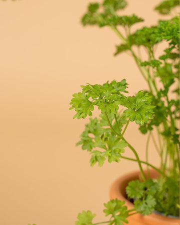 Salsa frisada (Petroselium crispum var. crispum)