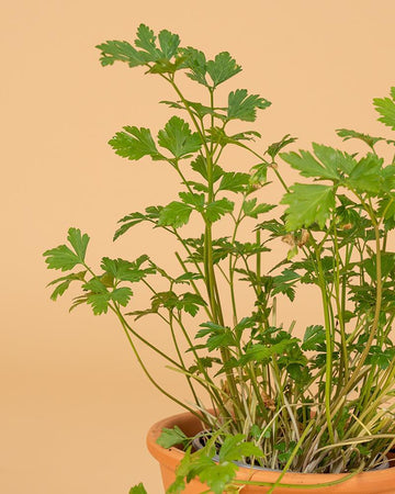 Salsa comum (Petroselinum crispum)