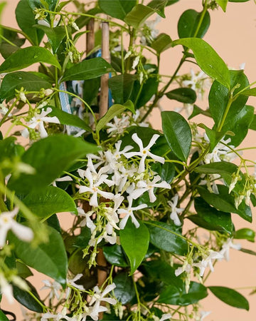 Trachelospermum jasminoides