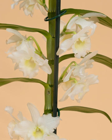 Dendrobium Nobile