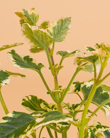Incenso (Plectranthus coleoides)