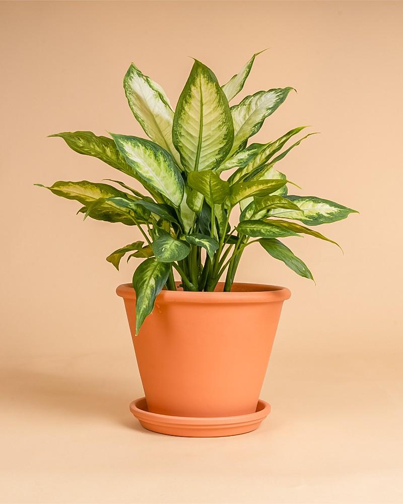 dieffenbachia em portugues Dieffenbachia 'Camilla'