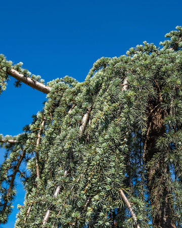 Cedrus atlantica 'Glauca Pendula'