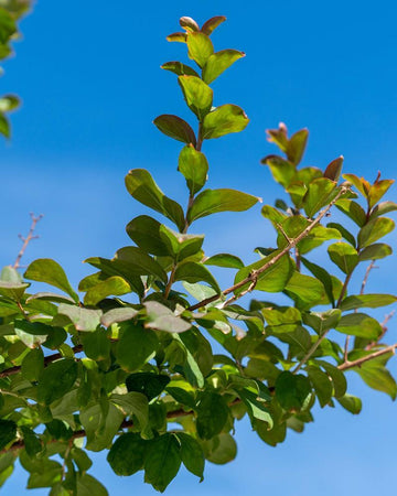 Lagerstroemia indica (Jarra)