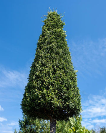 Cupressus x leylandii 'Castlewelland Gold' (Bonsai formas geométricas)