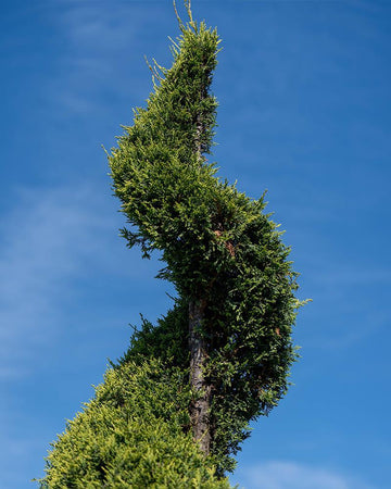Cupressus x leylandii 'Castlewelland Gold' (Bonsai espiral)