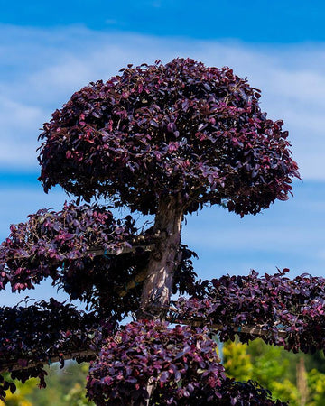 Loropetalum chinensis rubrum 'Fire Dance' (Bonsai)