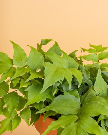 Cyrtomium fortunei var. clivicola