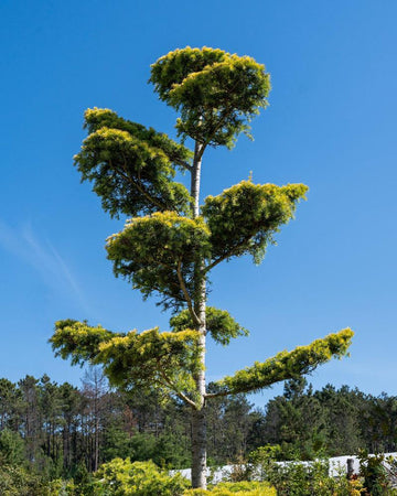 Cedrus deodara 'Aurea'