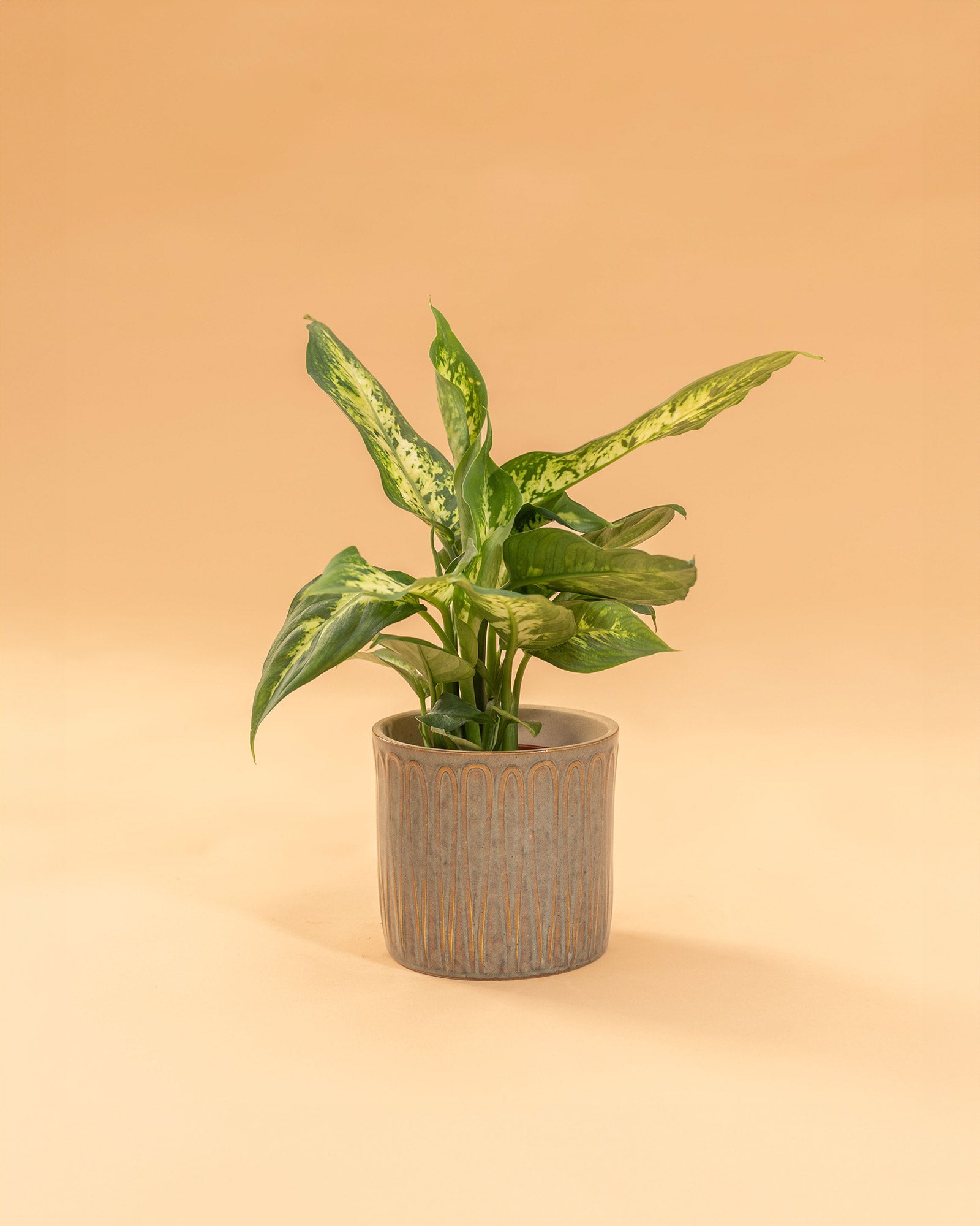 dieffenbachia em portugues Dieffenbachia 'Compacta'