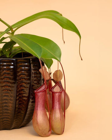 Nepenthes alata 'Monkey Jars'
