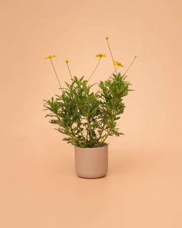 Euryops chrysanthemoides