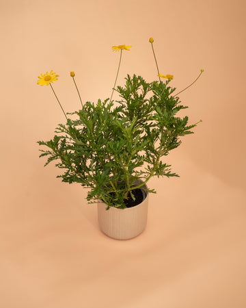Euryops chrysanthemoides