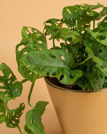 Monstera andansonii 'Monkey Mask'