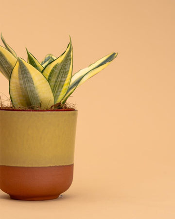 Sansevieria trifasciata 'Golden Hahnii'