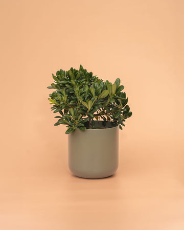 Pittosporum Tobira Nana