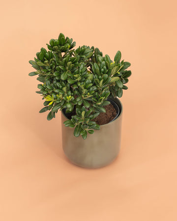 Pittosporum Tobira Nana