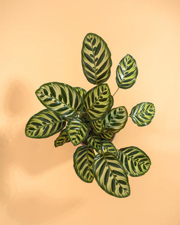 Calathea makoyana