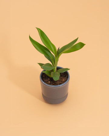 Cordyline fruticosa ‘Glauca’