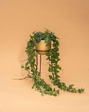 Hedera helix 'Mein Herz'