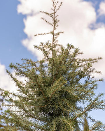 Cedrus deodara 'Aurea'