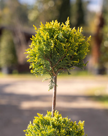 Cupressocyparis Leylandii 'Castlewellan Gold' 3 Bolas