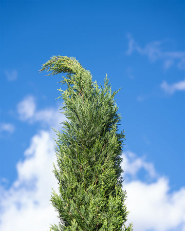 Cupressocyparis leylandii ‘Pyramidalis’