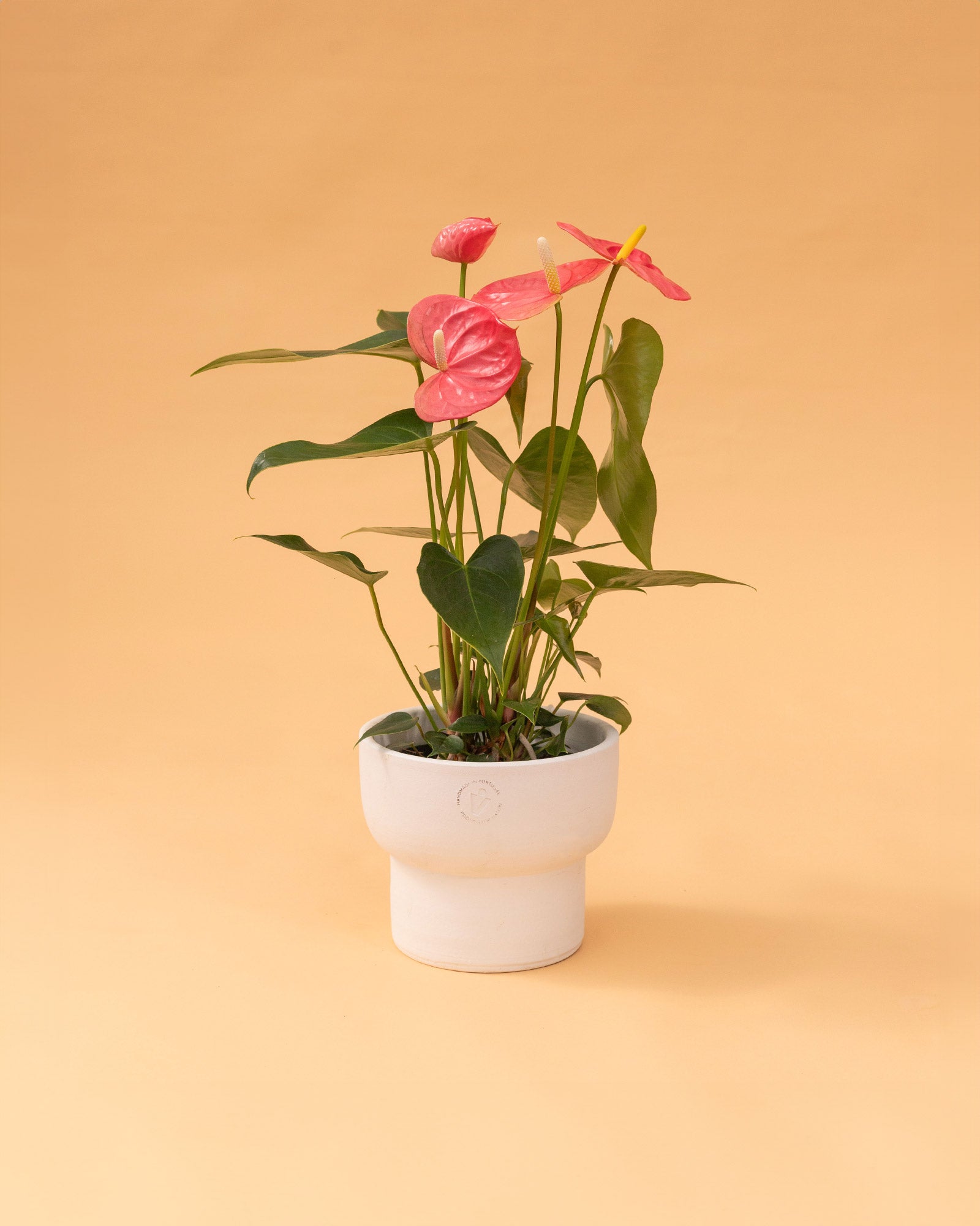 anthurium colorado pink Anthurium Colorado 'Royal Pink'