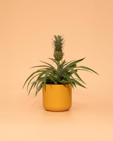 Ananas 'Duranas' - Mi Amigo