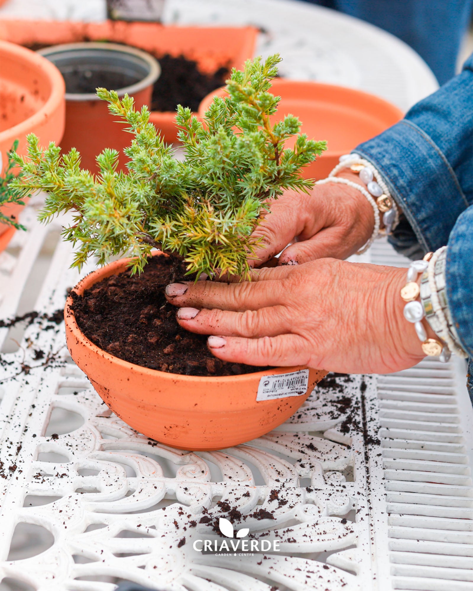 workshop-bonsais-gabriel-siro-criaverde
