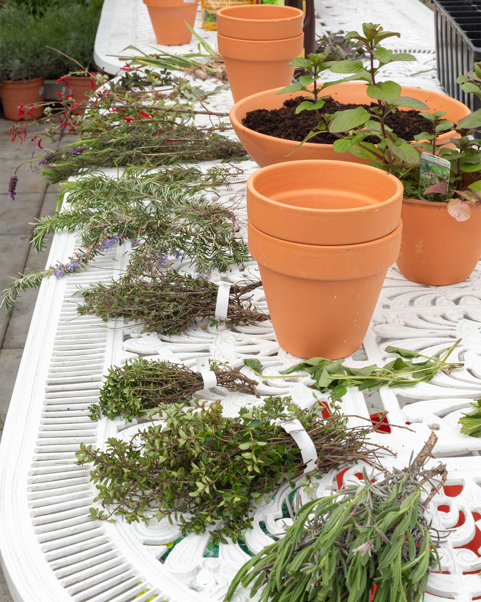 workshop-aromaticas-ervital-criaverde