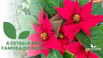 A Estrela mais famosa do Natal 🎄
