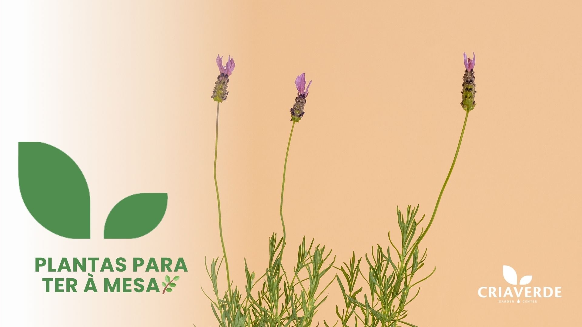 Plantas para ter à mesa 🌿