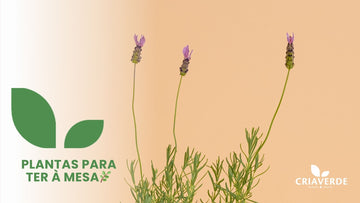 Plantas para ter à mesa 🌿