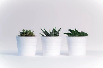 5 razões para decorar sua casa com suculentas