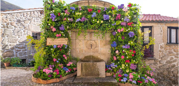 Decoração com Plantas Naturais - Festa do Solstício em Alvoco da Serra