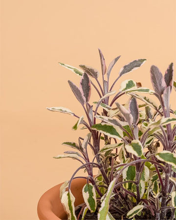 Salvia officinalis 'Tricolor'