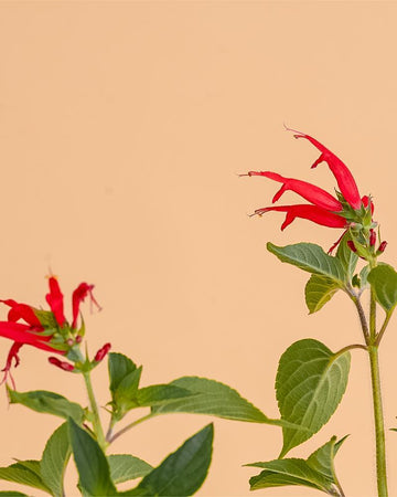 Salvia elegans