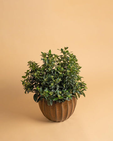 Viburnum Tinus