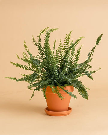 Nephrolepis exaltata 'Green Lady'