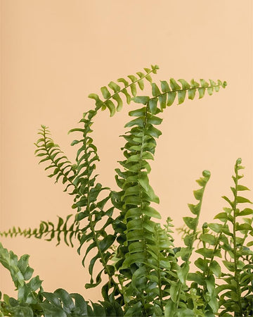 Nephrolepis exaltata 'Green Lady'