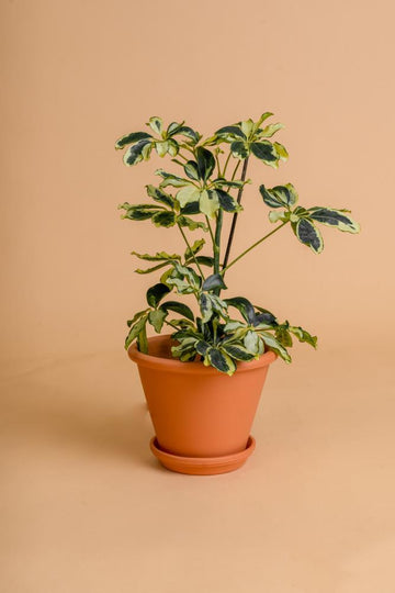 Schefflera arboricola 'Charlotte'
