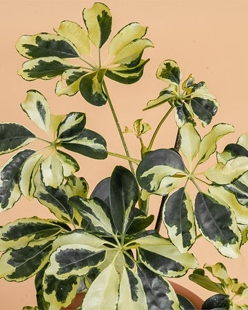 Schefflera arboricola 'Charlotte'